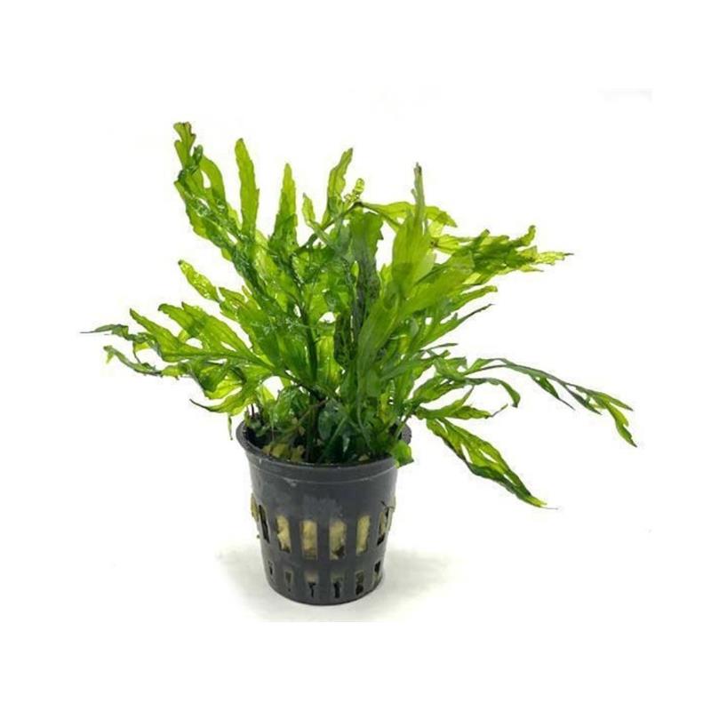 Planta acvariu Bolbitis Heudelotii Stoffels - imagine 3